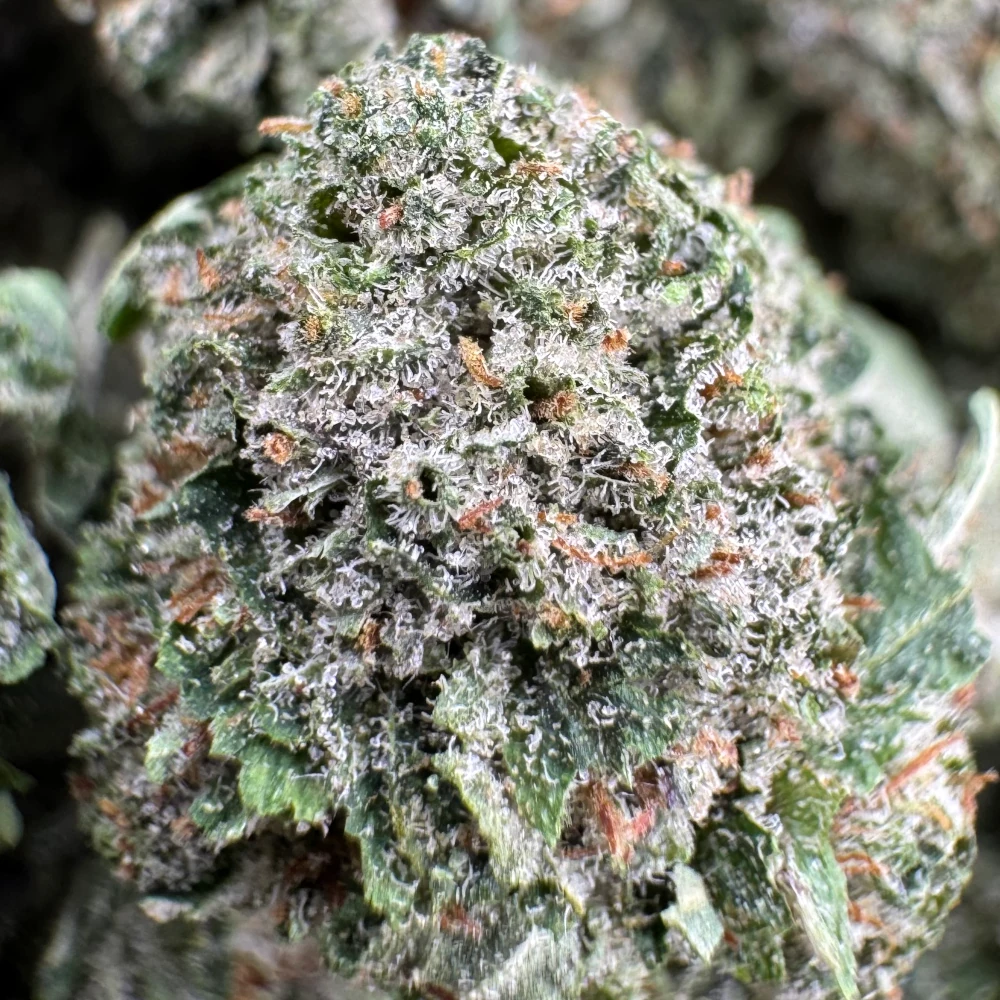 Pink Kush Popcorn *BULK*