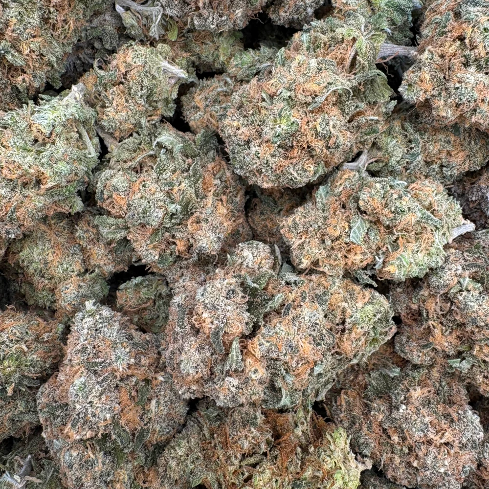 Tangie Greenhouse *BULK*