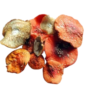 Amanita Muscaria Mushroom