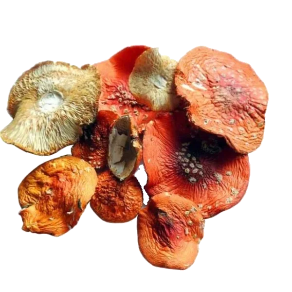 Amanita Muscaria Mushroom