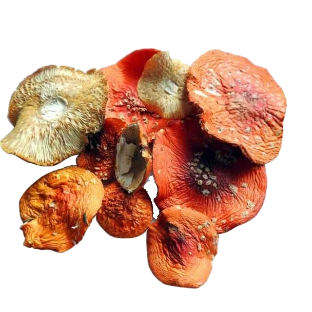 Amanita Muscaria Mushroom